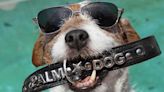 Cannes Palm Dog: Will Ken Loach’s ‘The Old Oak’ Fetch the Top Canine Award on the Director’s Final Festival Bowwow?