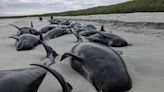77 dauphins pilotes meurent enlisés dans le sable en Ecosse