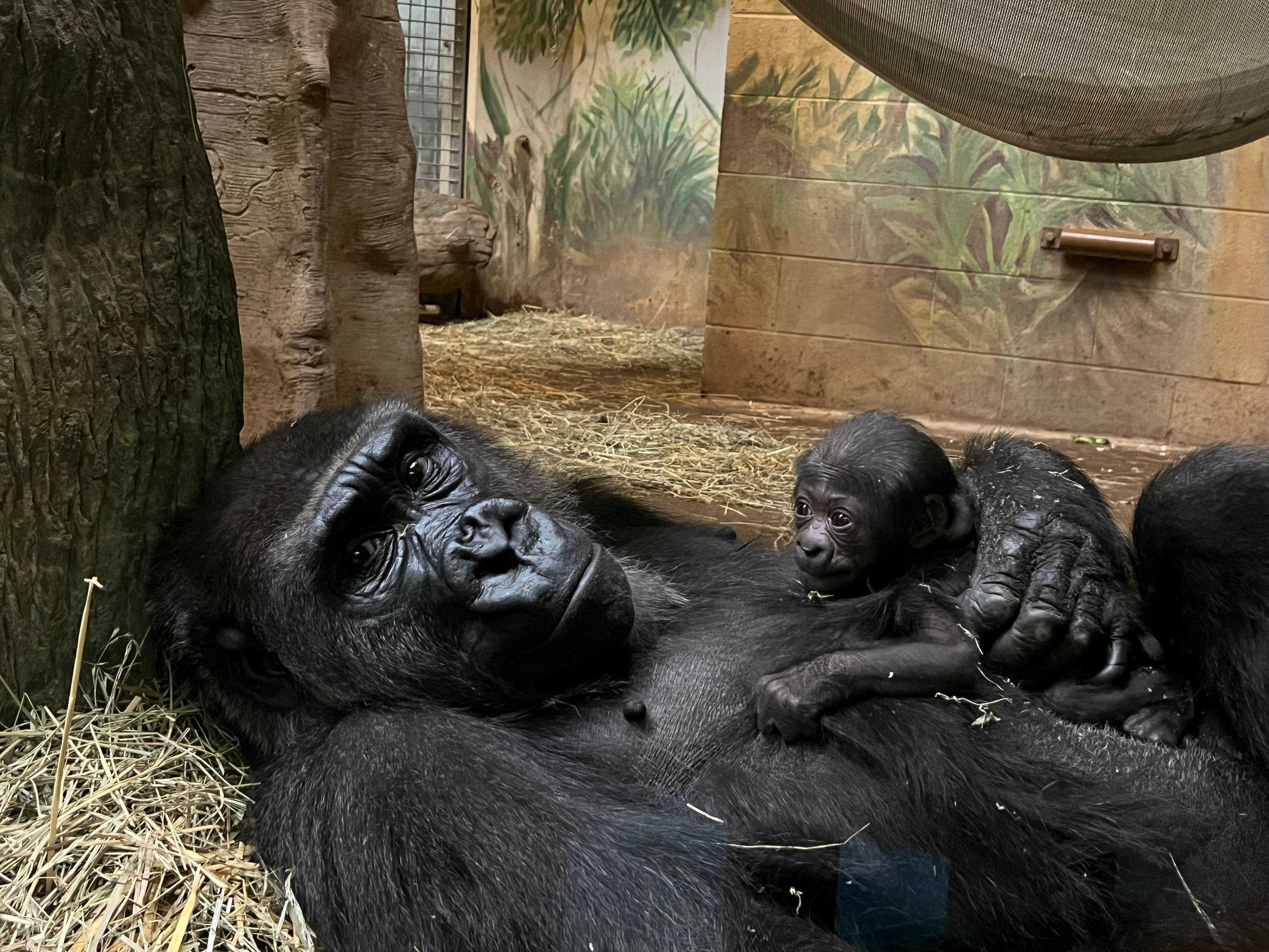 Columbus Zoo announces the birth of the 35th gorilla born on its property