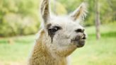 Where do the LeConte Lodge llamas go when they retire? To a slow-paced Tennessee farm