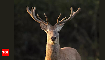 A new lease of life to warring swamp deer - Times of India