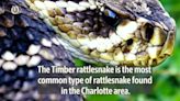 Yes, there are rattlesnakes in Charlotte. Here’s where they hide.