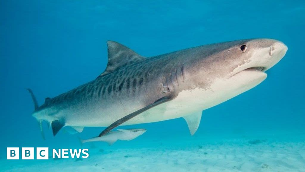 Tiger shark spotted regurgitating echidna in surprising world first