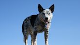 Blue Heeler Tasting Ice Cream for First Time Has a Near Out-of-Body Experience