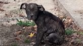 Rescuers Save Neglected Dog 'Chained Outside 24/7' and Help the Pup Recover and Find Love