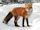 Red fox