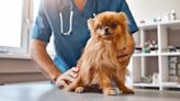 Low Production of Parathyroid Hormone in Dogs: Symptoms, Causes, & Treatments