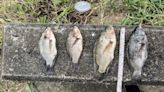 3月才發生大規模死魚事件！立仁橋又見500條死魚 中市環保局追查汙染源