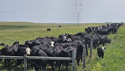 Sale of Ponzi scheme cattle company could benefit burned investors