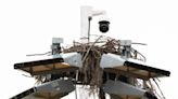 Watch via webcam as osprey parents scramble to keep up with new chicks over UF softball fields