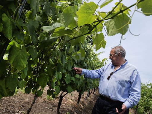 Granvinhos prevê investir 2 milhões de euros em São Salvador da Torre nos próximos anos