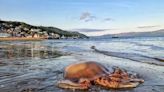 Jellyfish invasion warning for Wales as expert says other sea creature could soon join them