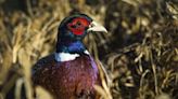 Commission dismisses calls to reinstate annual pheasant count