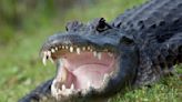 Collier County Man Injured in Gator Attack While Walking Dogs | US 103.5 | Florida News