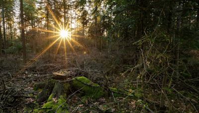 Medieval treasure — belonging to legendary scammer — discovered in Poland mountains