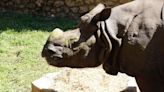 El rinoceronte indio en el Zoo de Córdoba, en imágenes