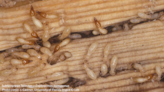 Fighting South Florida pests: Tackling termites