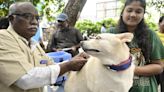 492 street and pet dogs vaccinated against rabies in Vijayawada