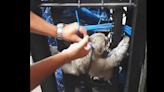 Sloth gets caught in server rack in Brazilian university data center