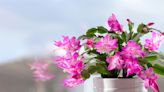 Is Your New Houseplant a Thanksgiving Cactus or a Christmas Cactus?