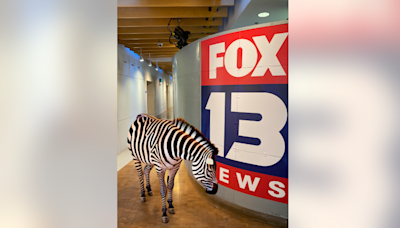 WA businesses poke fun at escaped zebra in North Bend