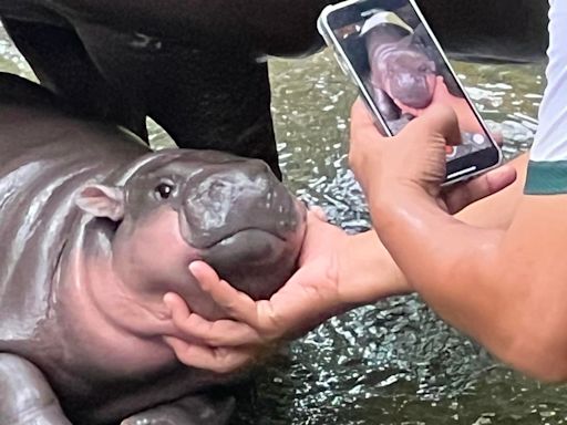 ‘Moo Deng Makeup’: Why Fans Of The Viral Baby Hippo Want Her Look