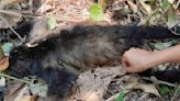 Incendios forestales y calor provocan muerte de 78 monos saraguatos en Tabasco y Chiapas, denuncia organización ambientalista