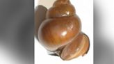 Invasive ‘mystery snails’ found in Lake Lanier, state officials say