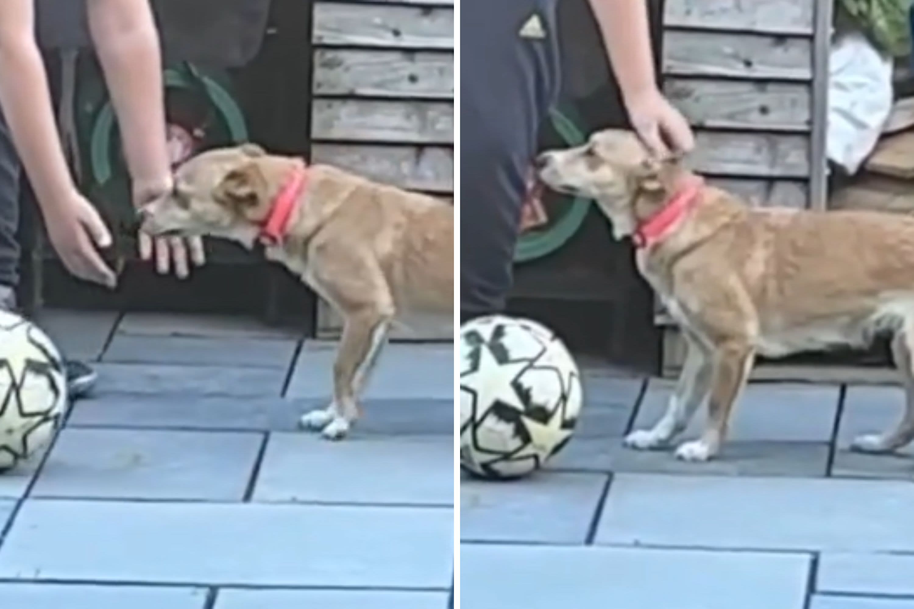 Tears as abused rescue dog finally learns humans can be "gentle"
