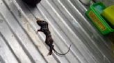 Woman Finds 'Dead Mouse' In Hershey's Chocolate Syrup Ordered Online, Video Viral