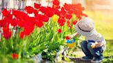 Tulips will ‘form new bulbs’ if essential May gardening tasks are carried out