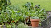 These 5 magic words are the secret to a thriving vegetable garden, according to experts