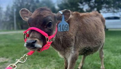 Missing calf found in Bangor