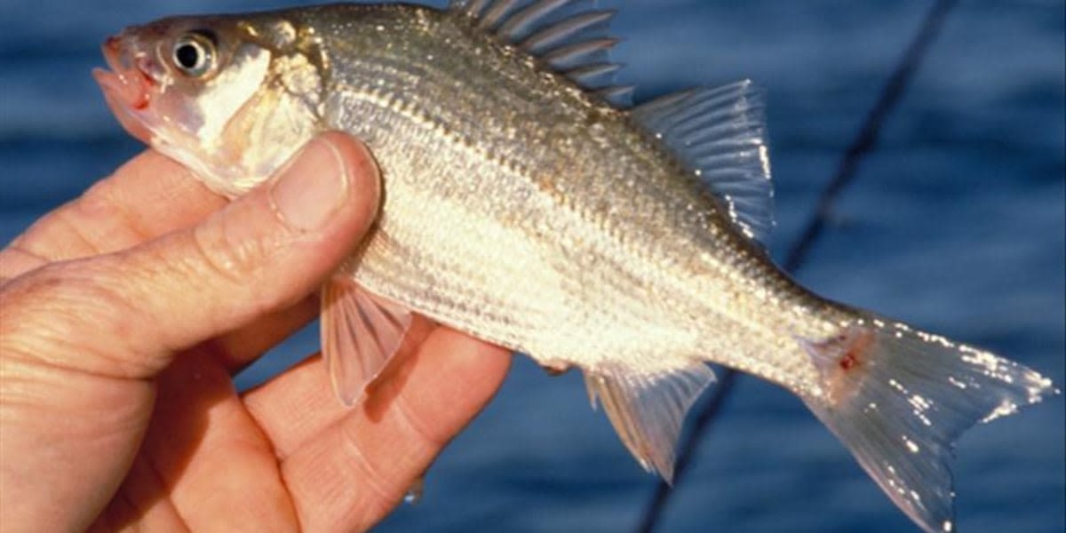 Hoosiers can fish for free this weekend