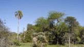 Área de tala y quema: por qué se frenó la creación de un parque nacional clave para las aves autóctonas