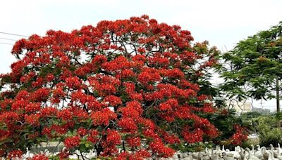 嘉義朴子養鵝場鳳凰木盛開 火紅花海與藍天白鵝相映成趣