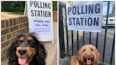 Dogs at polling stations: Pups go viral on social media as local elections get underway