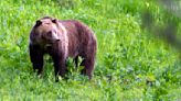 Grizzly bears to be reintroduced into North Cascades after disappearing in the 1990s