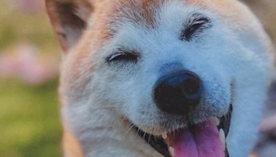 Kabosu, Shiba Inu Who Helped Define the Doge Meme, Dies at 18