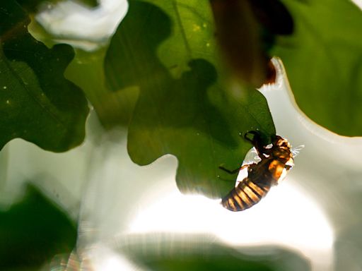 As cicada emergence begins, here's how rare it is, and what you can expect this month