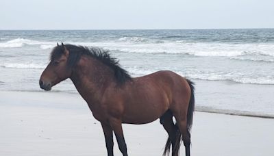 Rare Outer Banks stallion euthanized after being hit by off-road vehicle