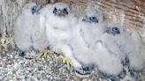 Naming contest launched for 4 new falcon chicks that hatched on UC Berkeley bell tower
