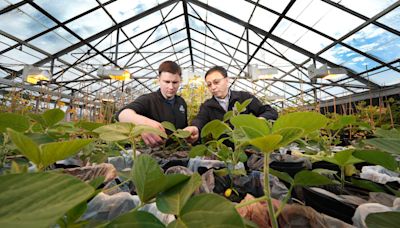 Gene seekers discover atypical genes that control multiple valuable soybean traits