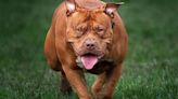 XL Bully dogs to be banned in Ireland after spike in attacks