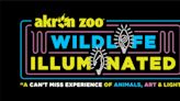 Akron Zoo to host new nighttime event Wildlife Illuminated this spring. Here's what to know