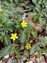 Tribulus terrestris