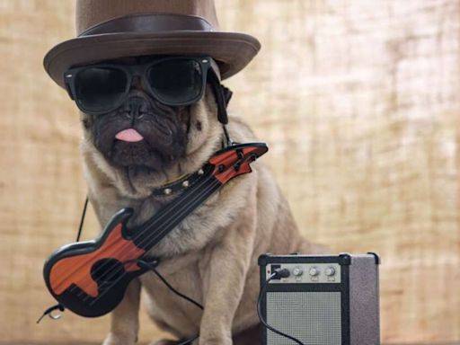 8 nomes de cachorros inspirados em artistas do rock