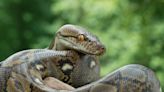 Woman Shows off a Rare Python With the Most Fitting Name