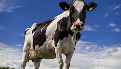 ‘Cow flu’ that is rapidly mutating takes 'step towards infecting humans'