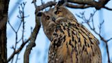 Escaped Zoo Owl May Be On A Futile Search For Love, And People Can Relate